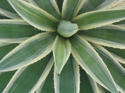 cactus leaf green