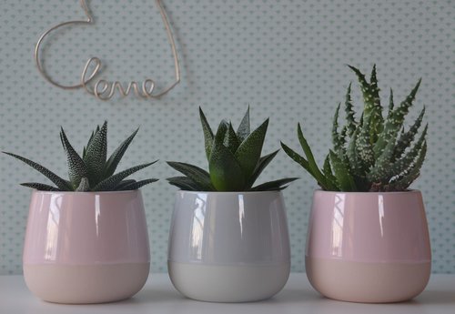 cactus  pots  plant