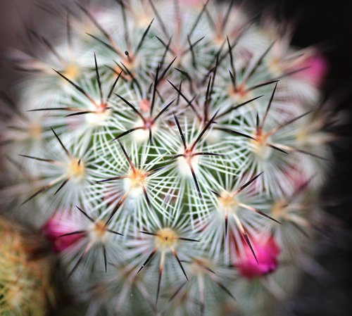 cactus  plant  flora