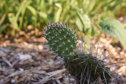 cactus  plant  prickly