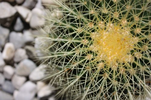 cactus flower nature