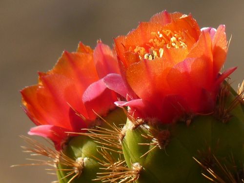 cactus blossom bloom