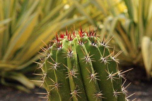 cactus spur prickly