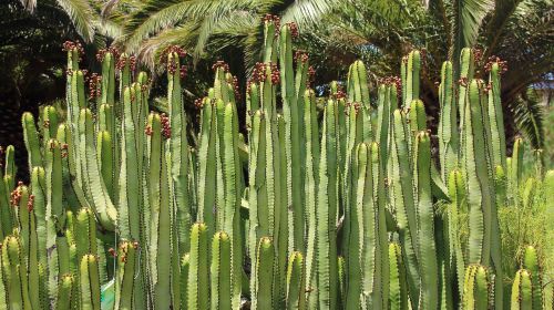cactus canarian spurge euphorbia canariensis