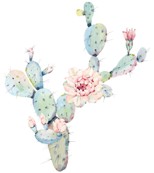 cactus  plant  green