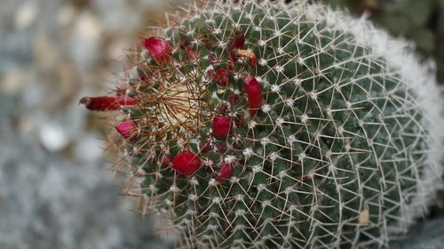 cactus  plant  nature