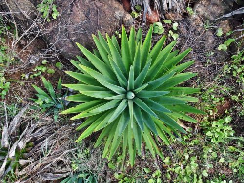 cactus plant nature