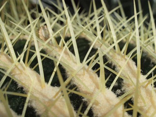 cactus thorns close