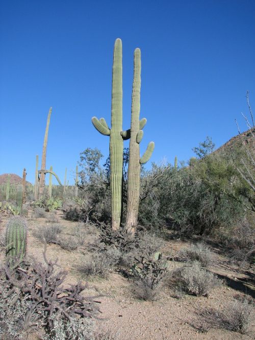 cactus arizona forest