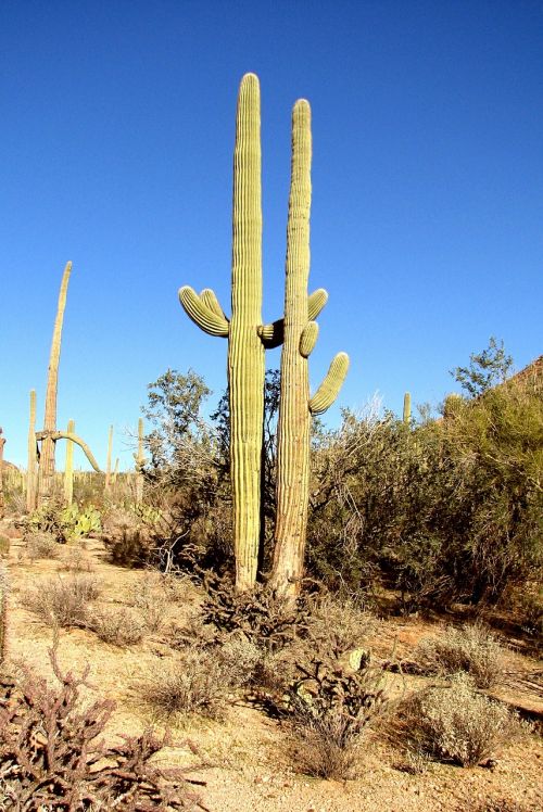 cactus arizona forest