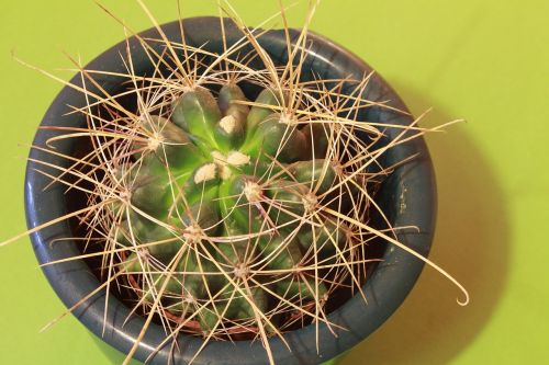 cactus plant thorns