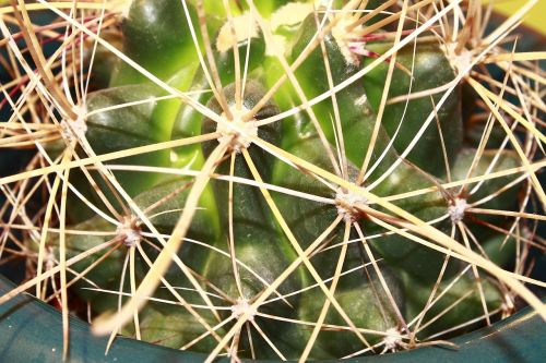 cactus plant thorns