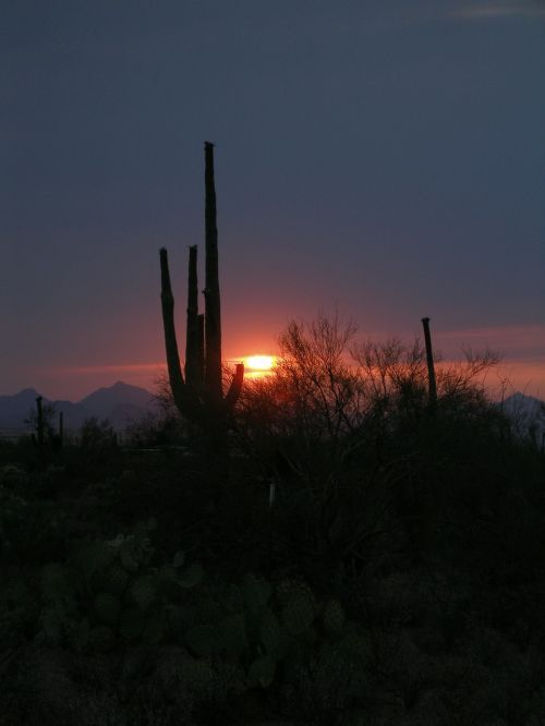 cactus sunset desert