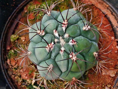 cactus ball plant