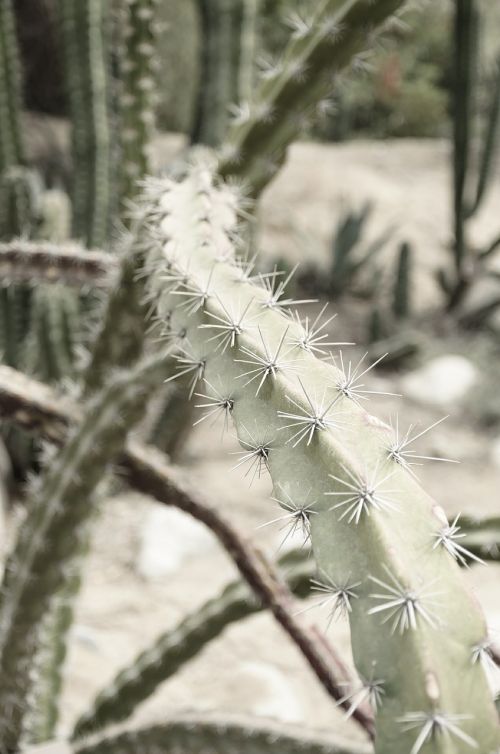 cactus living desert