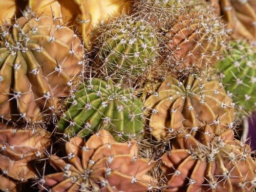 cactus plant prickly