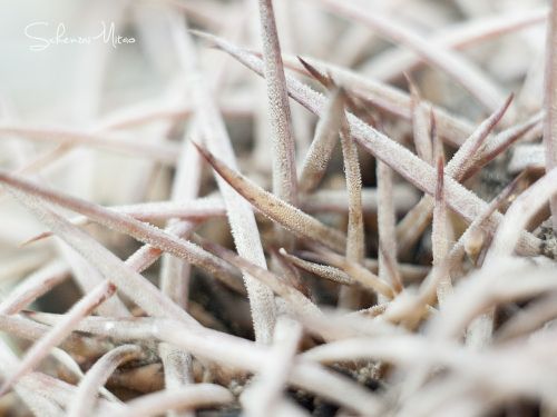 cactus white light