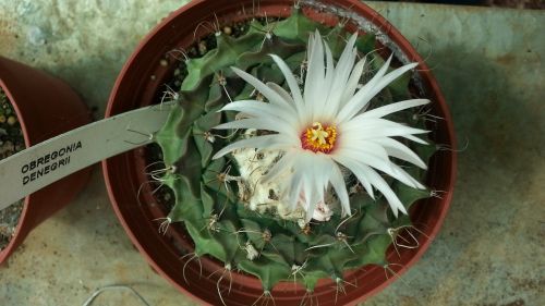 cactus flower thorns