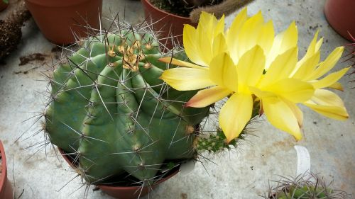 cactus echinocereus flower