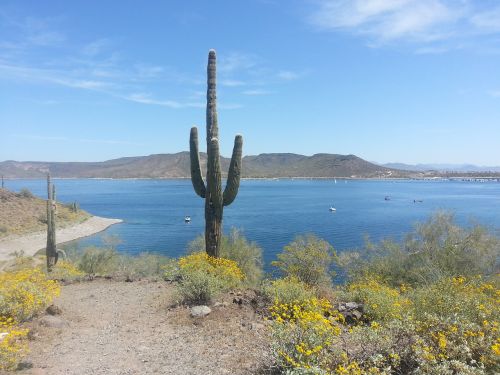 cactus mountains arizona