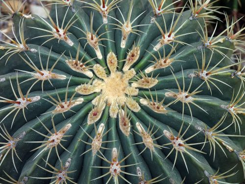 cactus prickly thorn