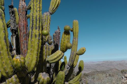 cactus peru andes