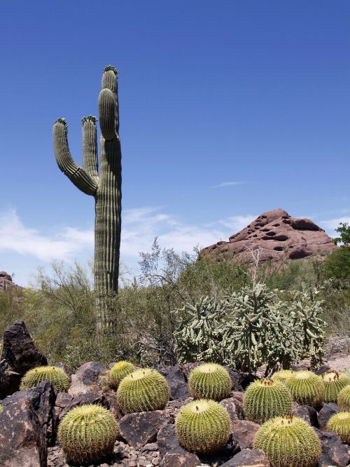 cactus plant rocks