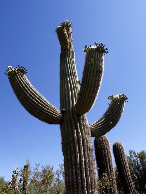 cactus giant desert
