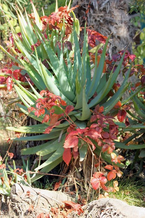 cactus nature green