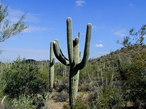 cactus saguaro saguaro national park