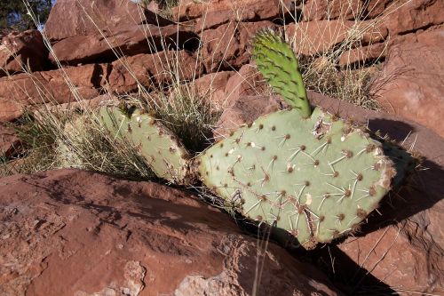 cactus red rock