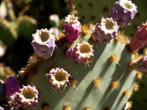 cactus blossom nature