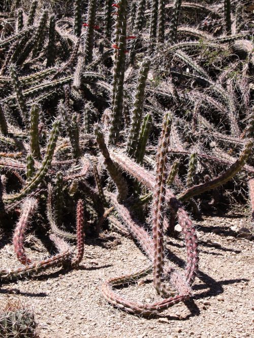 cactus desert arizona