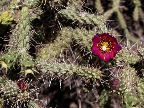 cactus blossom flower