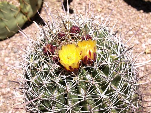 cactus blossom desert