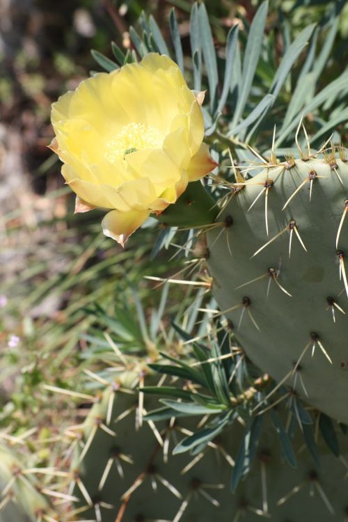 cactus provence nature