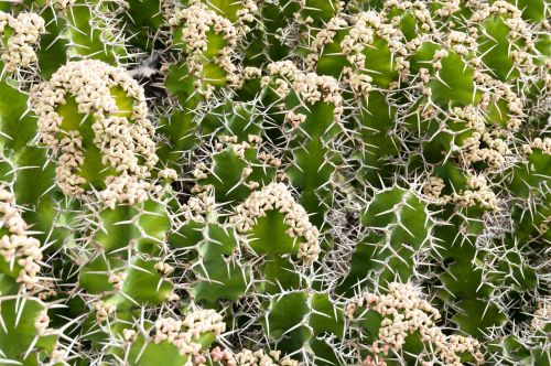 cactus plant pattern