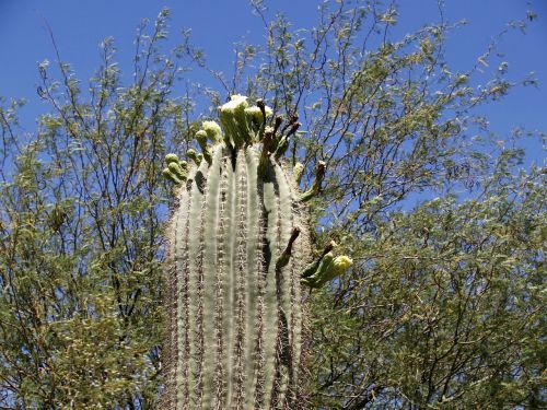 cactus blossom flower