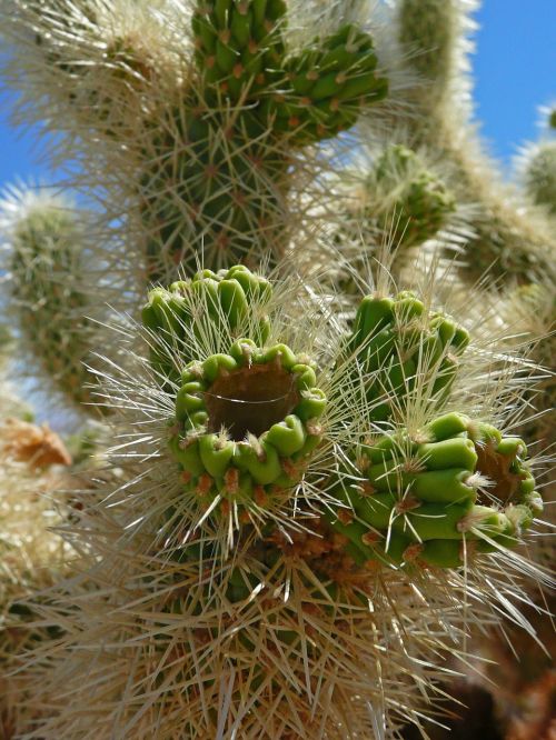 cactus green spines
