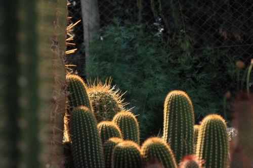 cactus thorns desert