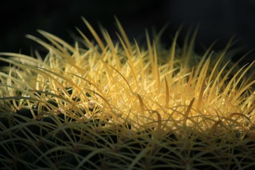 cactus thorns plant