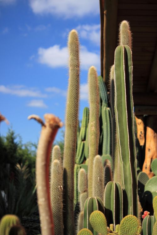 cactus thorns desert