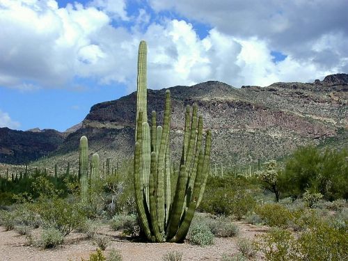 cactus desert organ pipes national park