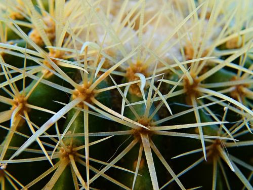 cactus plant thorns