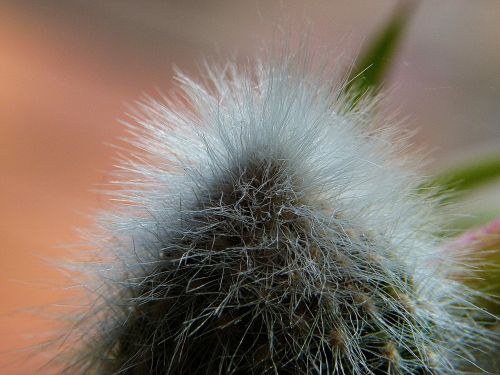 cactus prickles plant