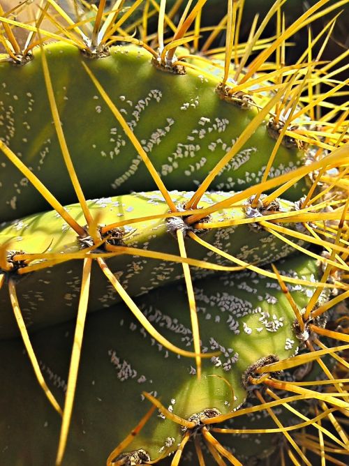 cactus plant green