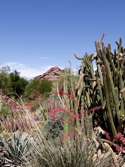 cactus plants red