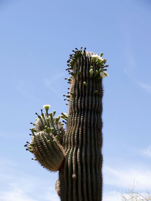 cactus blossom plant