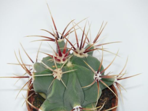 cactus ferocactus latispinus ferocactus