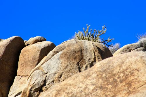 cactus desert rock